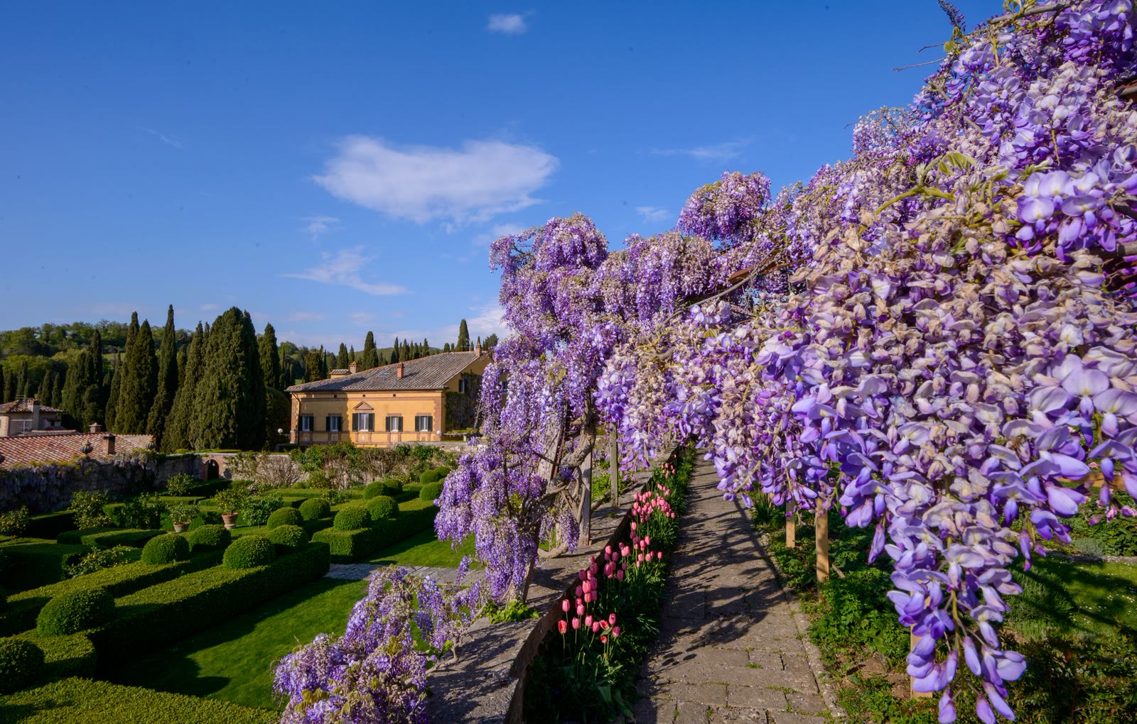 Il glicine in fiore davanti a una villa toscana